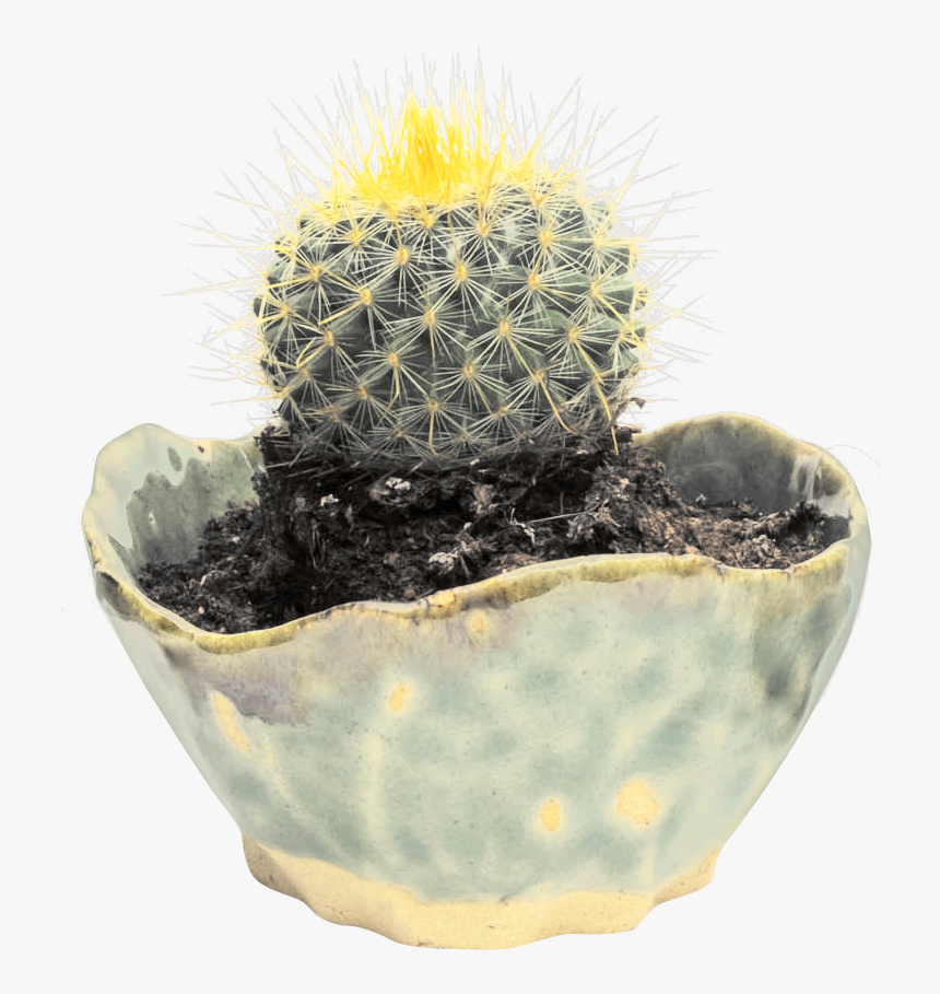 Cactus - Hedgehog Cactus, HD Png Download, Free Download