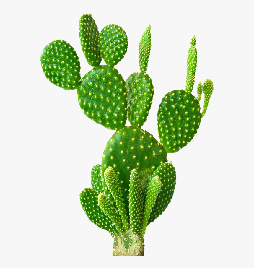 Cactus, Latin American Banking Data - Opuntia Png, Transparent Png, Free Download