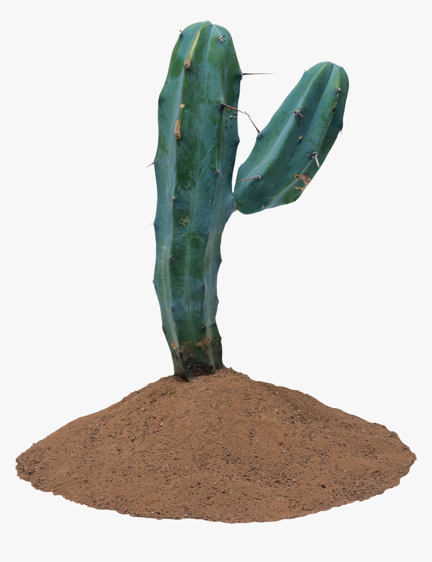 Plantas Que Vivem No Deserto, HD Png Download, Free Download