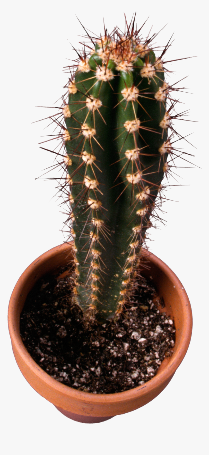 Download For Free Cactus Transparent Png Image - صورة الشوك, Png Download, Free Download