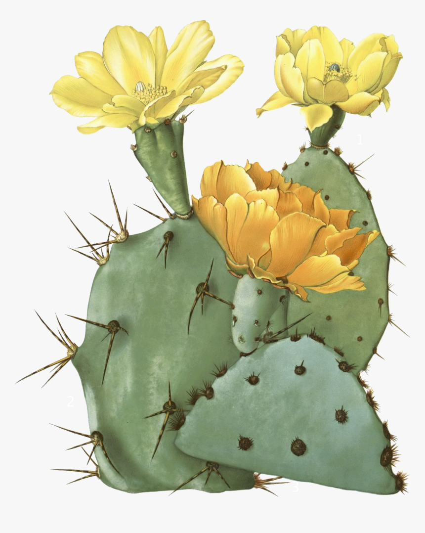 Drawn Cactus Prickly Pear Cactus Pencil And Color - Prickly Pear Cactus Transparent, HD Png Download, Free Download