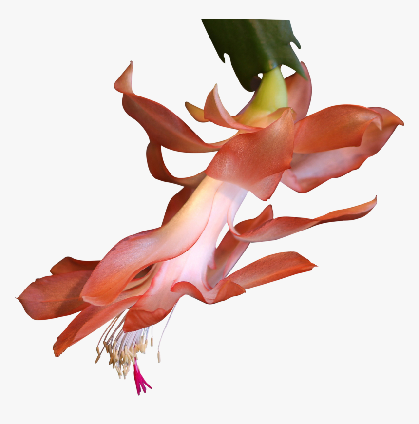 Illustration, HD Png Download, Free Download