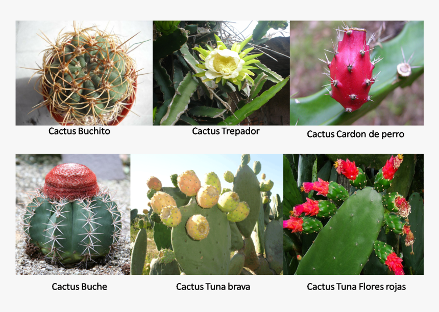 Cactus - Tuna Planta, HD Png Download, Free Download