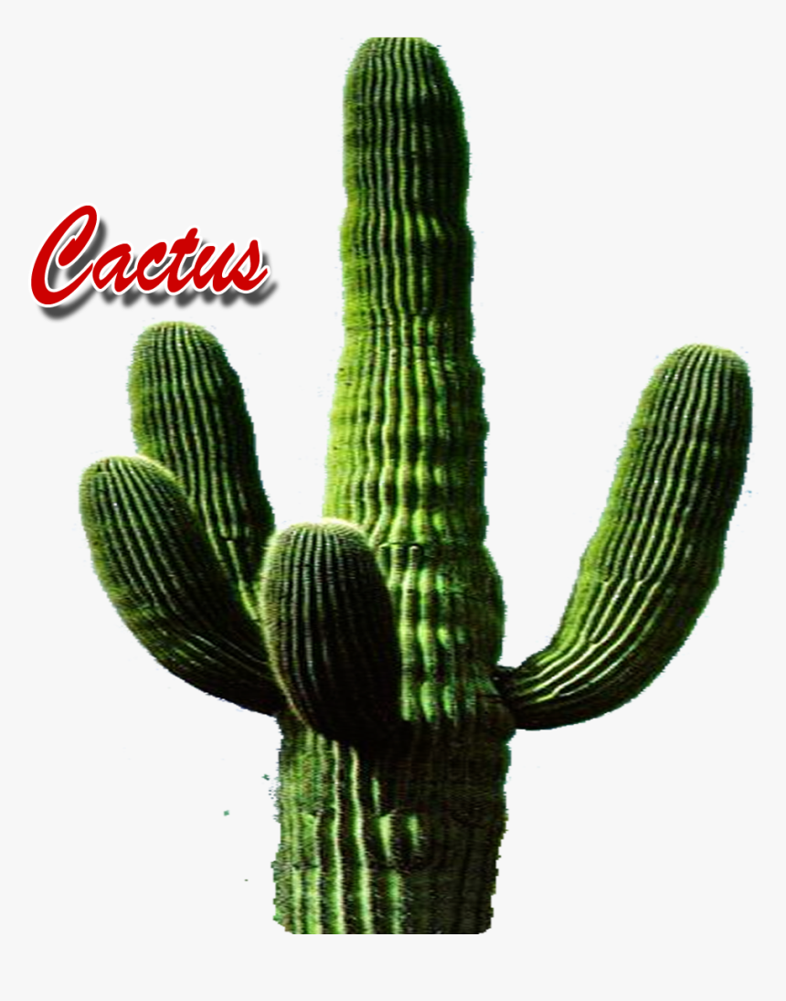 Cactus Png - Cactus Con El Nombre, Transparent Png, Free Download