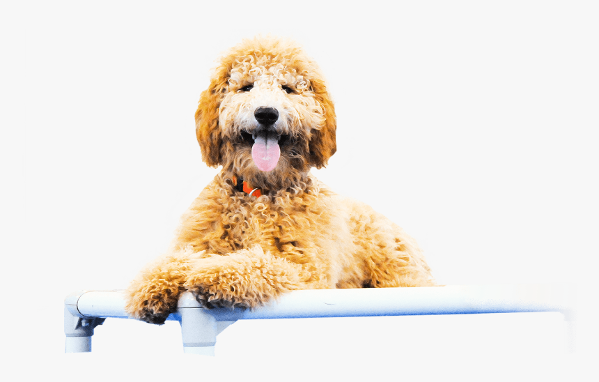 Goldendoodle Cockapoo Petit Basset Griffon Vendéen - Goldendoodle Png, Transparent Png, Free Download