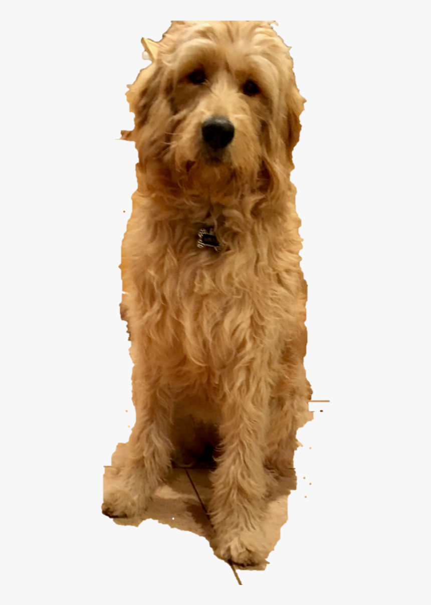 Arizona Goldendoodle Red, HD Png Download, Free Download