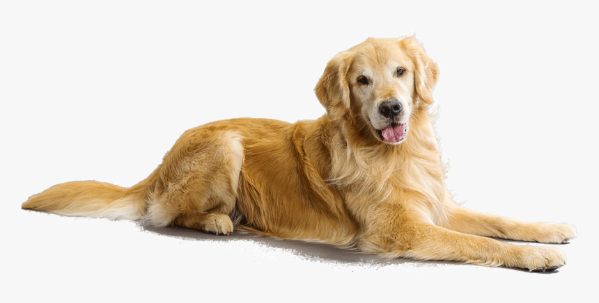 Puppies Retriever Huge - Golden Retriever Transparent Background, HD Png Download, Free Download