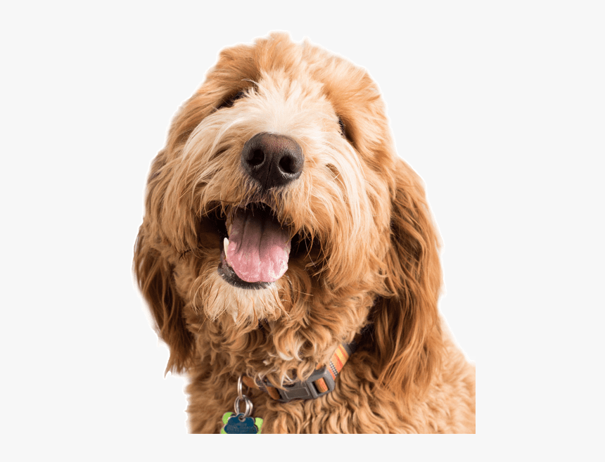 Dog Yawns, HD Png Download, Free Download