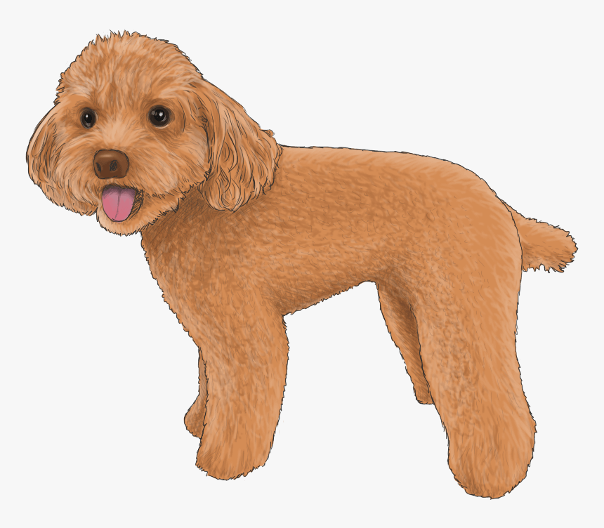 Goldendoodle Cockapoo Schnoodle Cavapoo Miniature Poodle - Cavapoo Dog Clipart, HD Png Download, Free Download