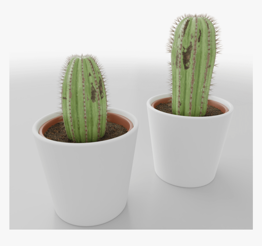 San Pedro Cactus , Png Download - San Pedro Cactus, Transparent Png, Free Download