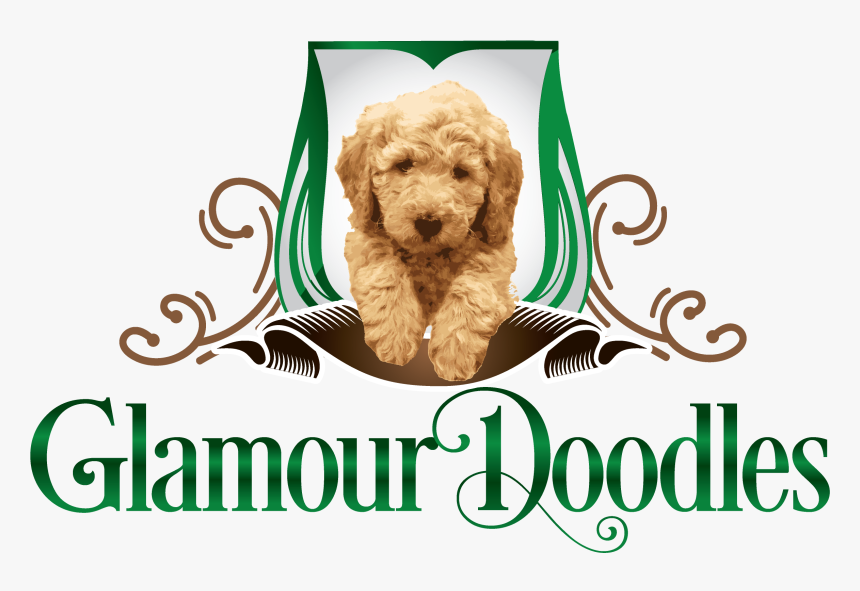 Goldendoodle, HD Png Download, Free Download