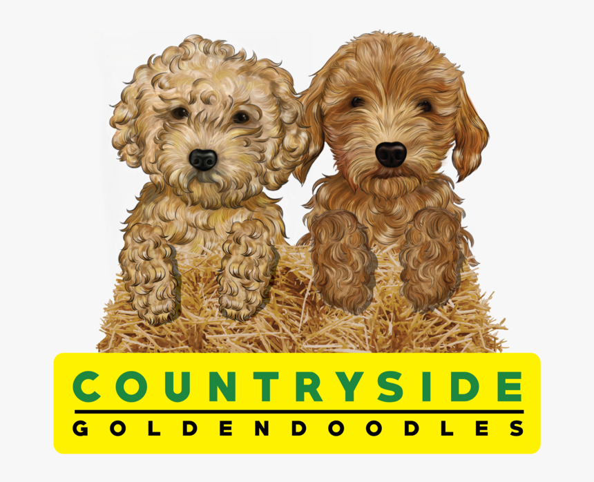 Goldendoodle Puppies Need A Home - Labradoodle, HD Png Download, Free Download