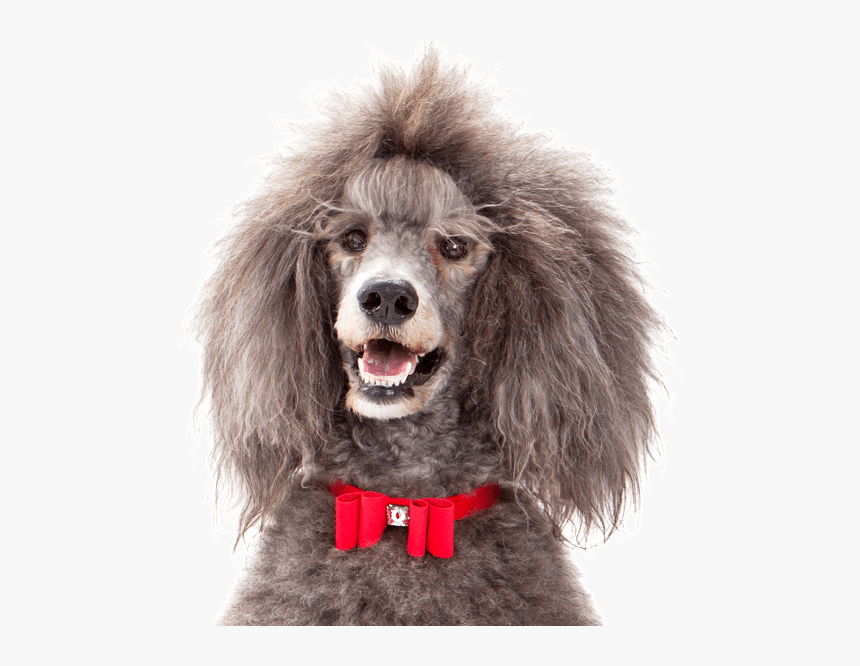 Poodle For Sale Near Me, HD Png Download, Free Download