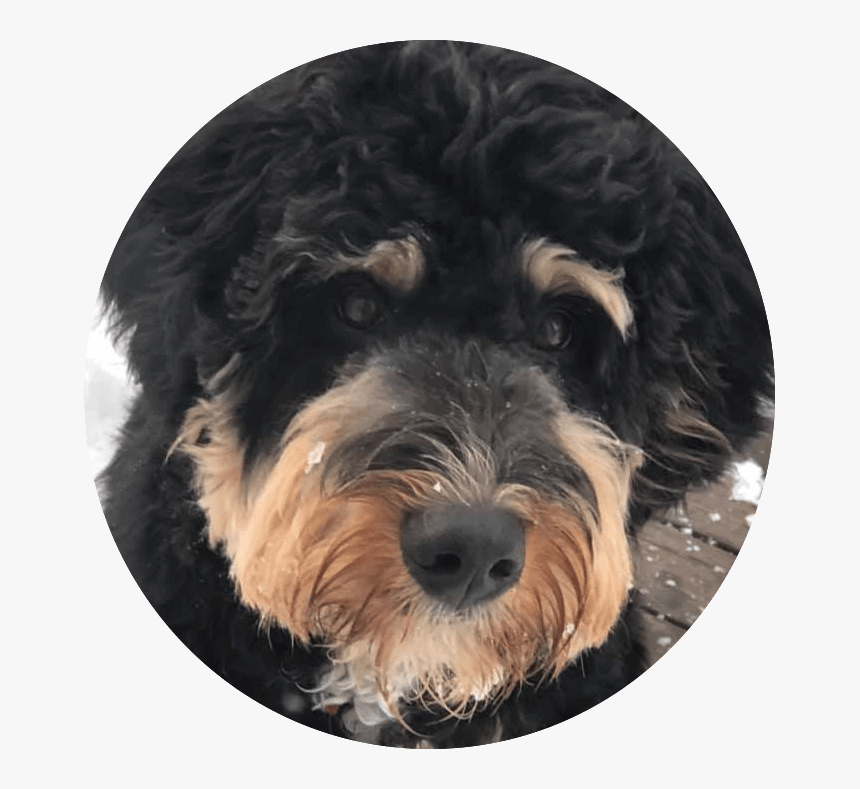 Airedale Terrier, HD Png Download, Free Download