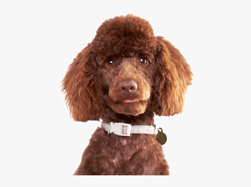 French Poodle Brown, HD Png Download, Free Download