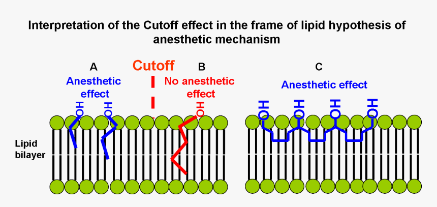 Interpretation Of The Cutoff Effect In The Frame Of - Mechanism Of General Anaesthetics, HD Png Download, Free Download