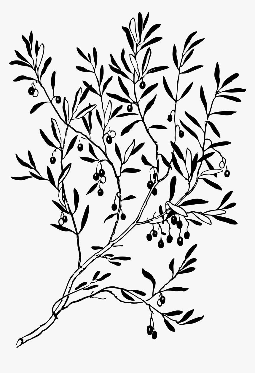 Olive Branch - Olive Branch Clipart Black And White, HD Png Download, Free Download