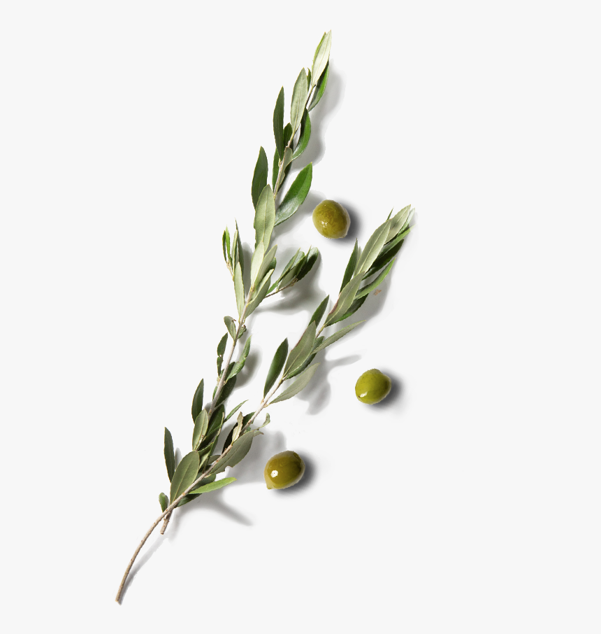 Olive Leaf Extract - Twig, HD Png Download, Free Download