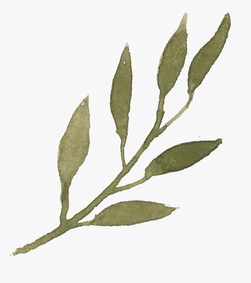 Russian Olive, HD Png Download, Free Download