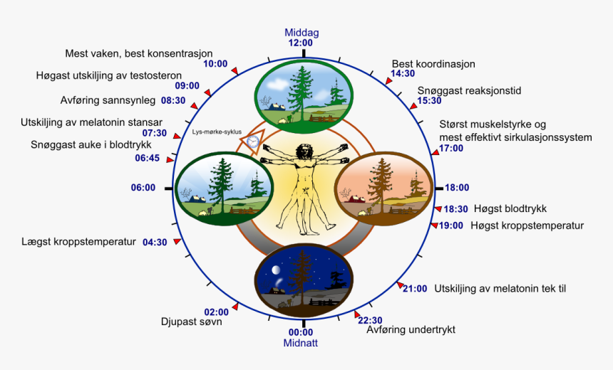 Biological Clock Human-nn - Circadian Rhythm, HD Png Download, Free Download