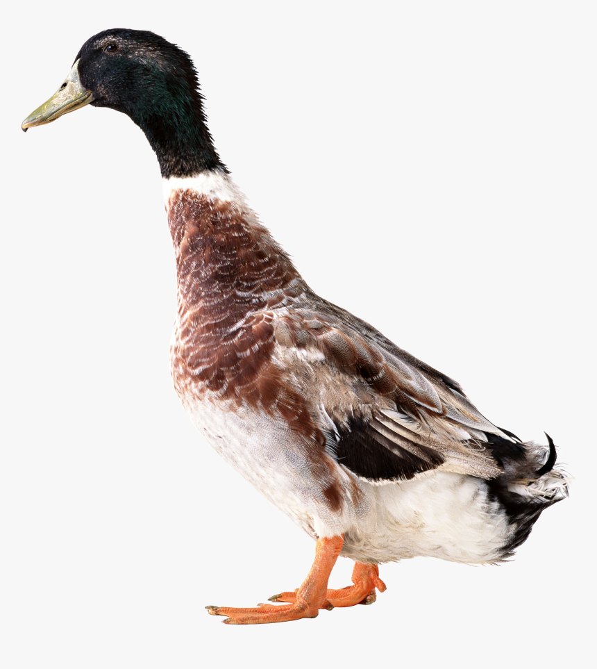 Duck Png, Transparent Png, Free Download