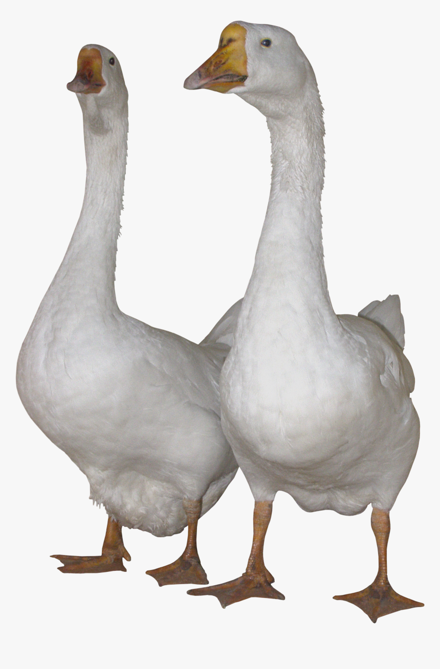 Geese Png, Transparent Png, Free Download