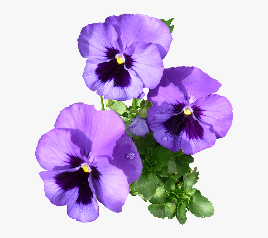 Pansies, Purple, Blooming - Purple Pansies, HD Png Download, Free Download