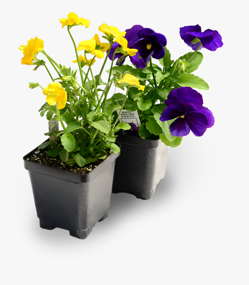 Transparent Pansy Png, Png Download, Free Download