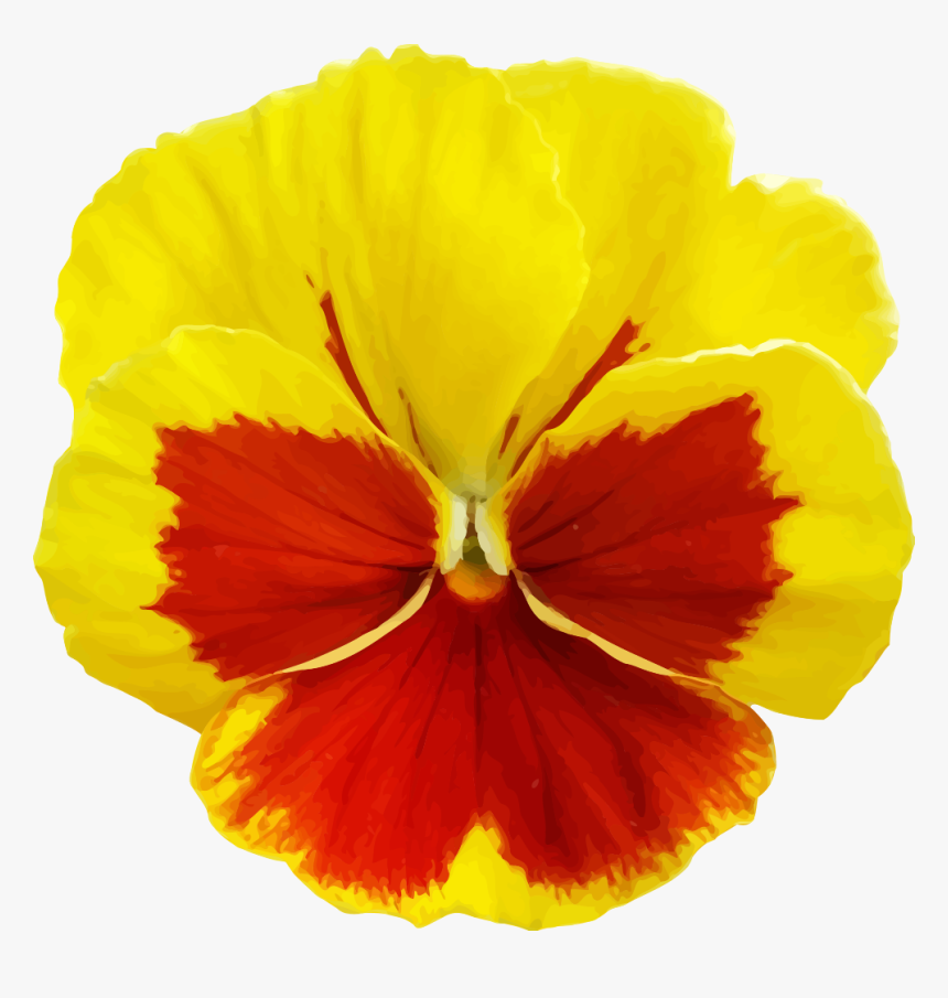 Yellow Pansy Flower Png, Transparent Png, Free Download