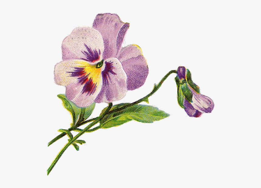 Pansy Illustration, HD Png Download, Free Download