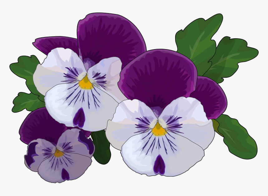 Transparent Pansy Clipart - Pansy Drawing, HD Png Download, Free Download