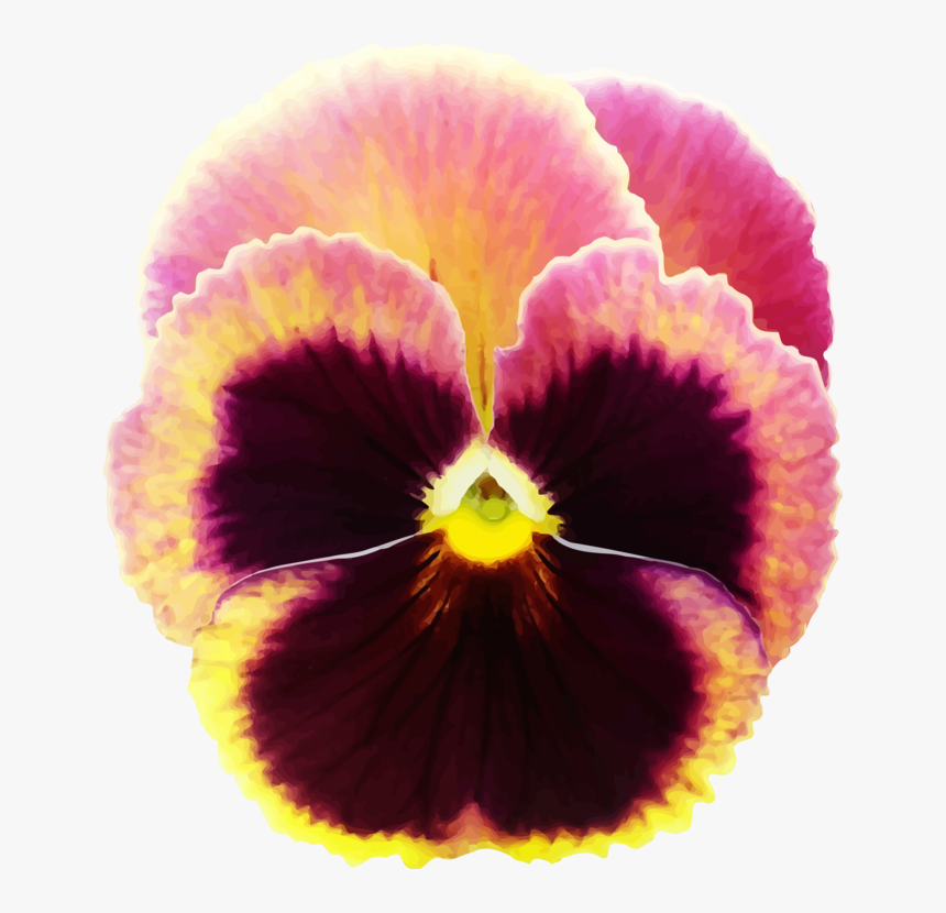 Transparent Pansy Png, Png Download, Free Download