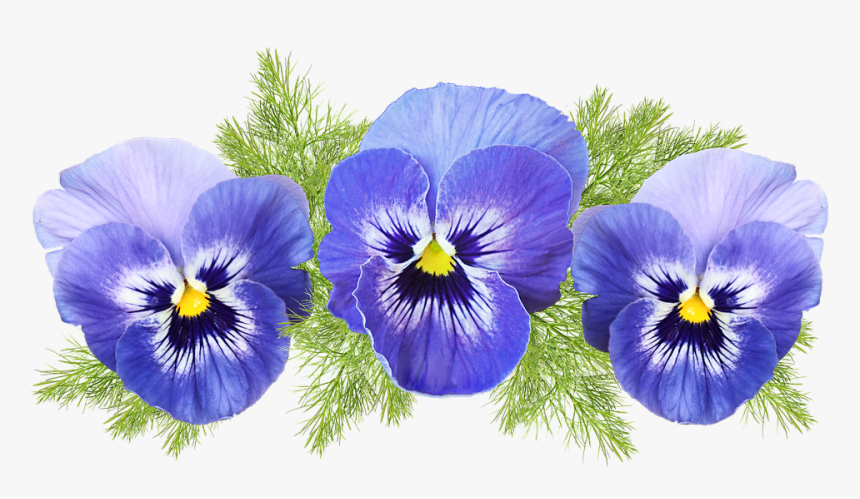 Flowers, Pansies, Blue, Fennel, Leaves, Cut Out - Pansy, HD Png Download, Free Download