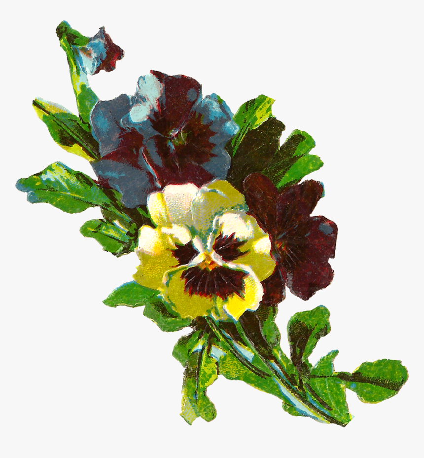 Transparent Pansy Clipart - Pansy, HD Png Download, Free Download