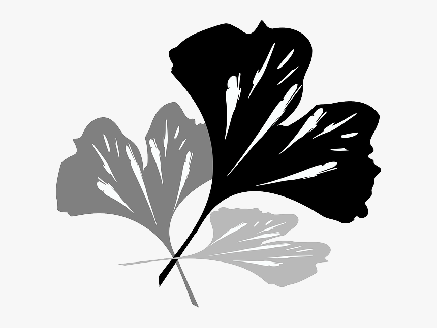 Ginko, Green, Plant, Nature, Flowers, Ginkgo Biloba - Ginkgo Blätter Schwarz Weiß, HD Png Download, Free Download