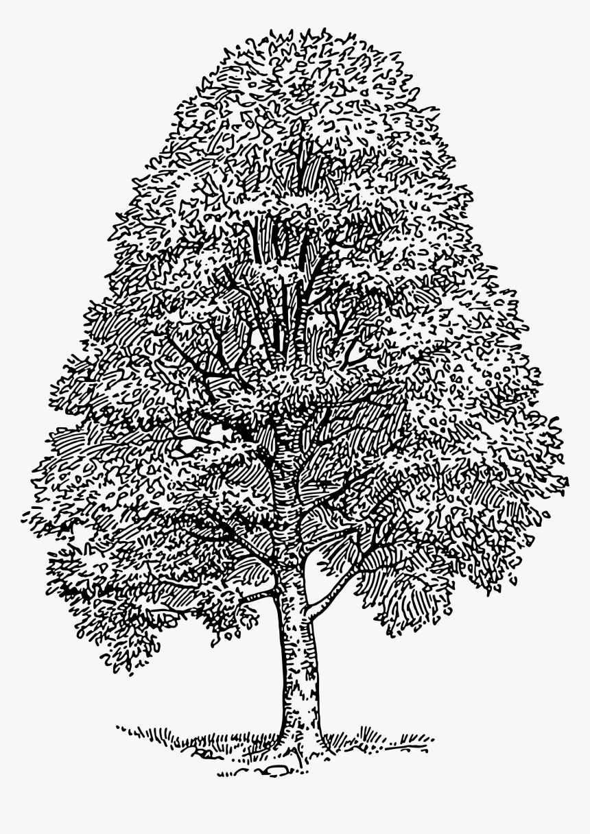 Transparent Ginkgo Tree Png - Beech Tree Clip Art, Png Download, Free Download
