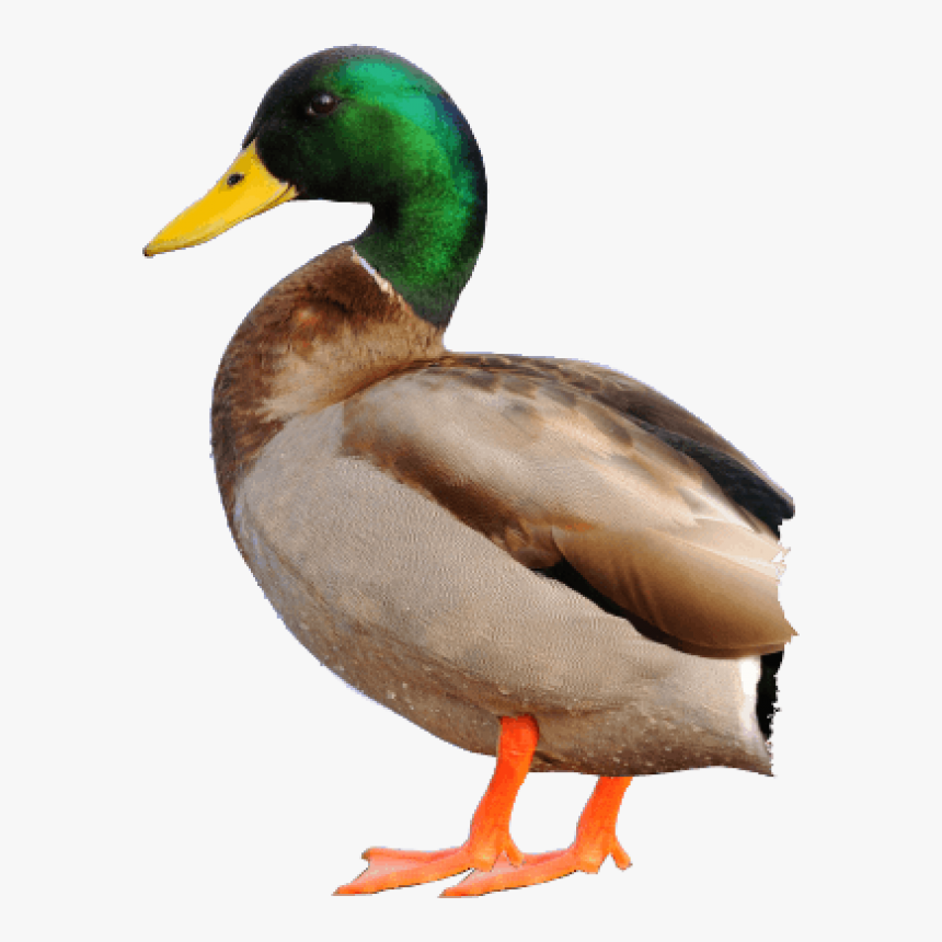 Duck Png Free Download - Mallard Duck No Background, Transparent Png, Free Download