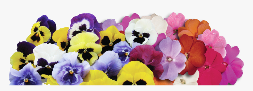 Pansy, HD Png Download, Free Download