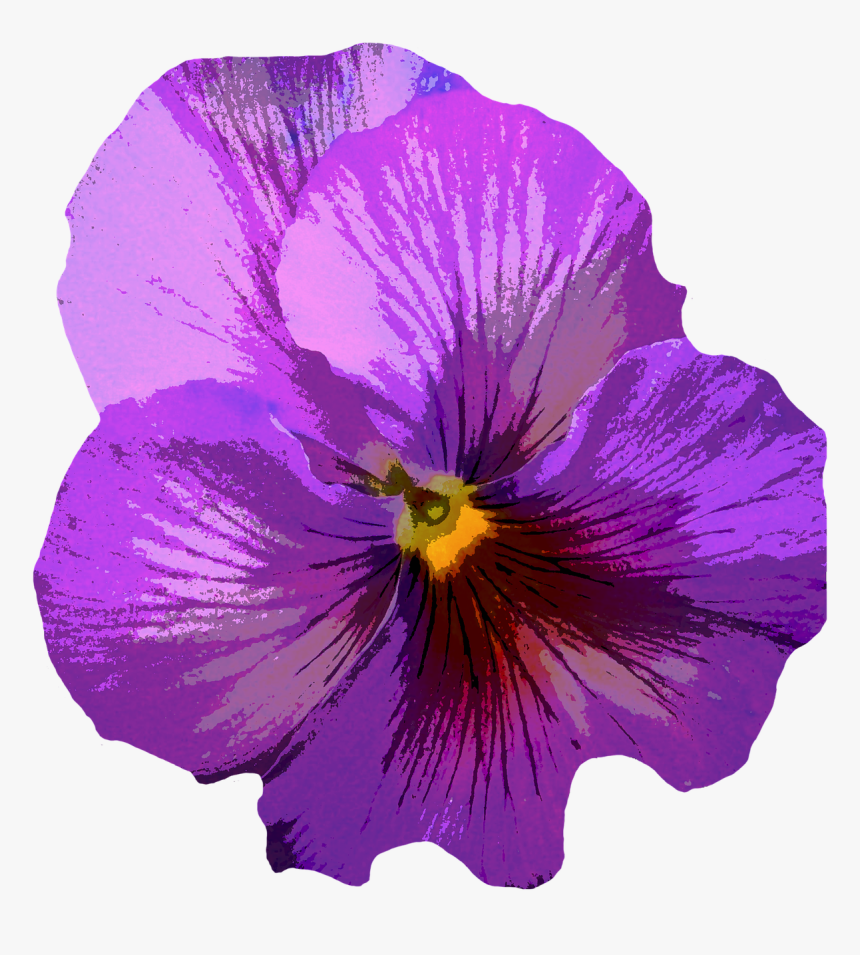 Pansy Blossom Bloom Free Picture - Flor Roxo E Amarelo Png, Transparent Png, Free Download