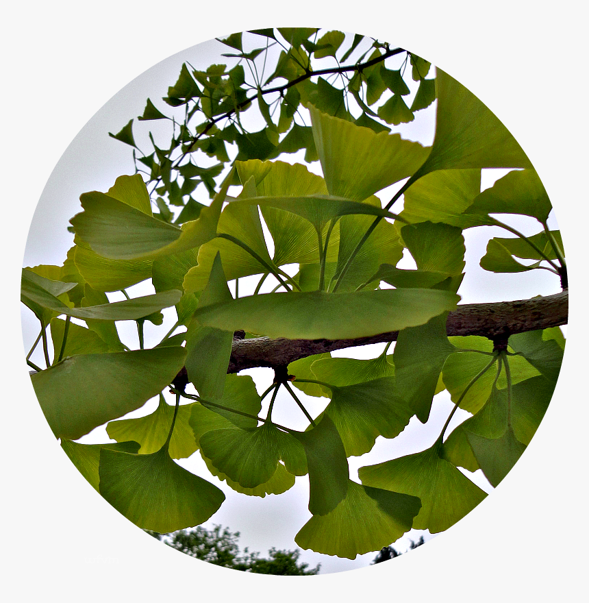 Ginkgo Tree Png, Transparent Png, Free Download