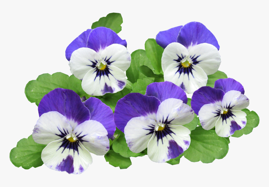 Pansy Flowers Summer Free Picture - Pansy, HD Png Download, Free Download