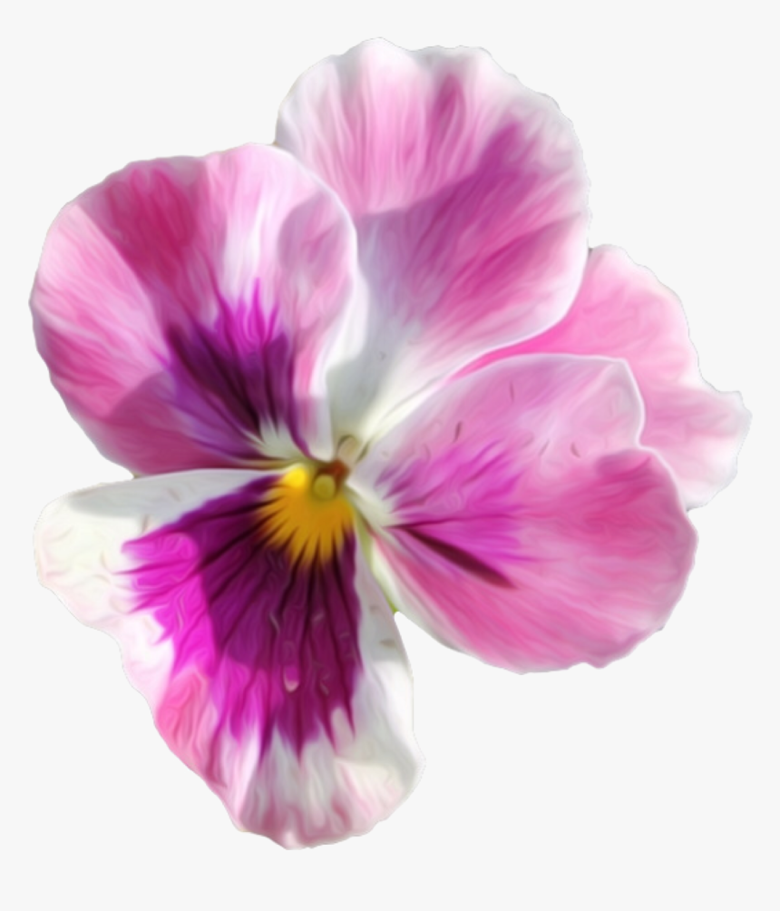 Pansy, HD Png Download, Free Download