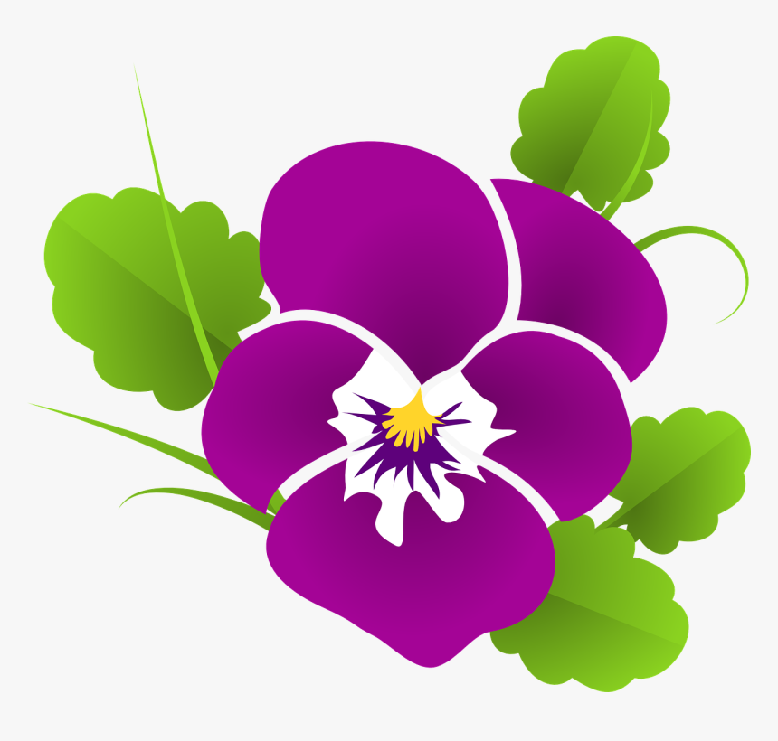 Pansy, Violet, Viola, Violaceae, Blossom, Bloom, Flower - New Beautiful Wishes Morning, HD Png Download, Free Download