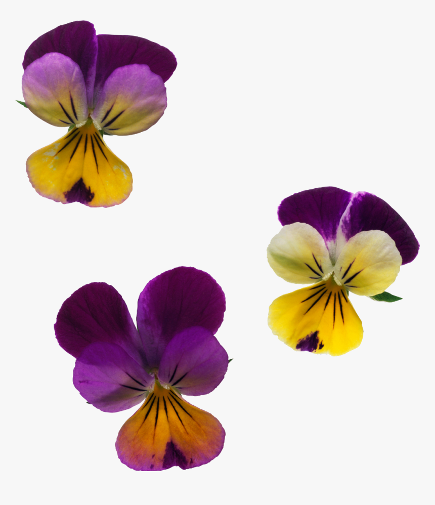 #pansies #flower - Pansy, HD Png Download, Free Download