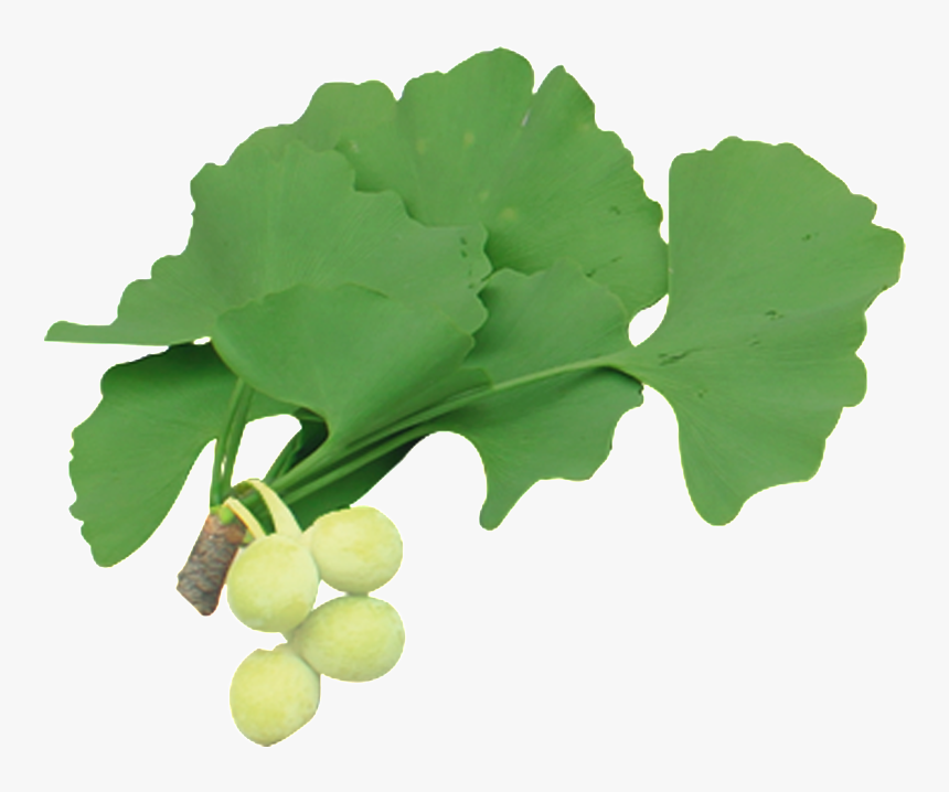 Free Ginkgo Ginkgo Ginkgo Fruit Banner Png - Vegetable, Transparent Png, Free Download