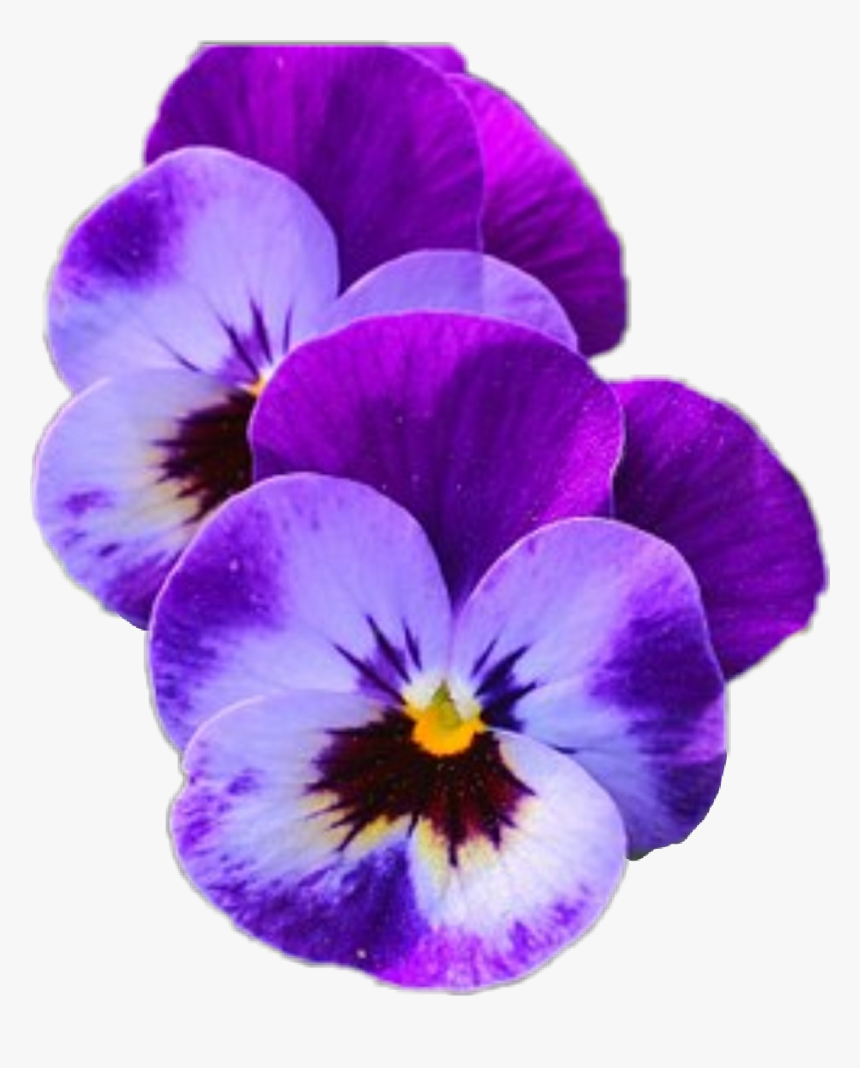 Transparent Pansy Clipart - Shrinking Violet Flower, HD Png Download, Free Download