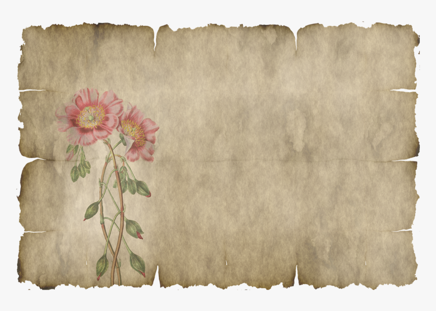 Parchment, Paper, Leaves, Flower, Old, Texture - Hoja De Pergamino Png, Transparent Png, Free Download