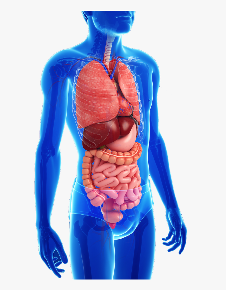 Transparent Mouth Clipart - Human Digestive System Png, Png Download, Free Download