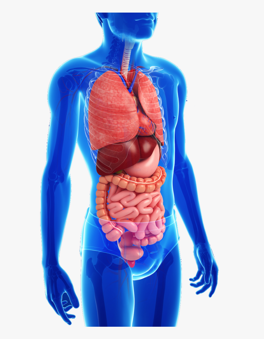 digestive system clipart