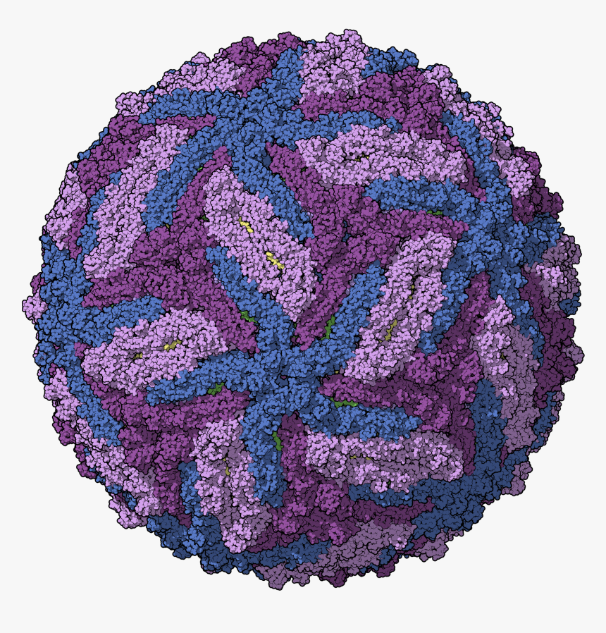 Zika Chain Colored - Dengue Virus Png, Transparent Png, Free Download